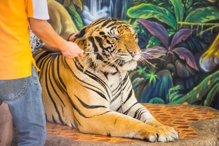 Tiger i fångenskap 