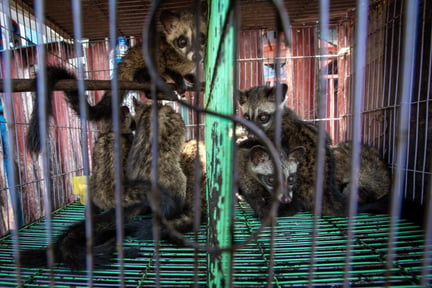 Civet babies at a market in Jakarta, Indonesia. Photographer Reference: Aaron Gekoski
