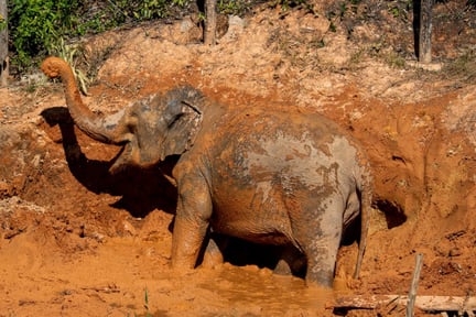 Elefant lerbad 