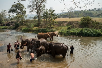 Turister simmar med elefanter