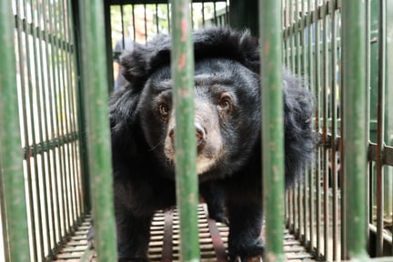 A bear in a cage during a rescue.