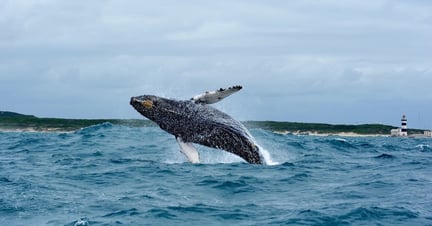 Whale at Algoa Bay. Credit: Lloyd Edwards / Raggy Charters
