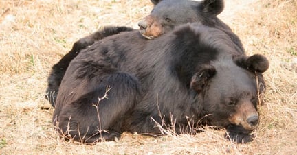 World Animal Protection har varit med och befriat tre björnar från deras lidande i en gallfabrik i Vietnam.