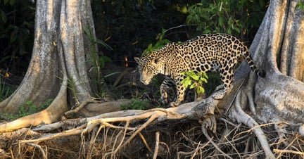 Male jaguar hunting amongst tree roots at edge of the Cuiaba River. Porto Jofre, northern Pantanal, Mato Grosso, Brazil. Photo: Nick Garbutt / naturepl.com