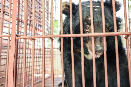 Ni bjørne reddet fra tre forskellige bjørnefarme i Vietnam