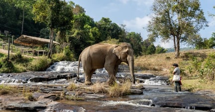 Elefantreservat