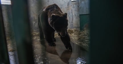 Björn i Ukraina räddas