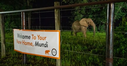 Grades do recinto onde Mundi, uma elefanta resgatada, viverá. Ela está atrás das grades - em uma área verde e vasta -, que consta uma placa que diz "Bem-vinda ao seu novo lar, Mundi".