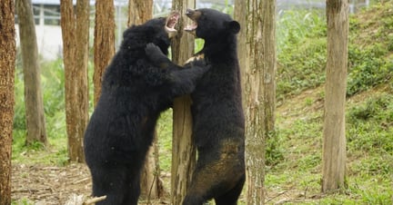 Bears - FOUR PAWS Vietnam