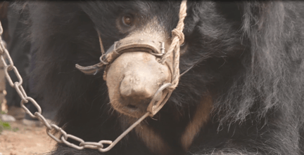 Räddad dansbjörn blir äntligen fri