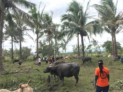 Rapport från fältet efter vulkanen Mayons utbrott