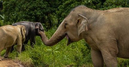 Elefant Thailand 