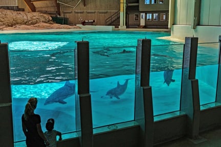 Delfiner i Kolmården dyrepark, Sverige