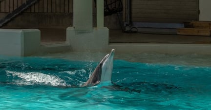 Kolmården Delfin
