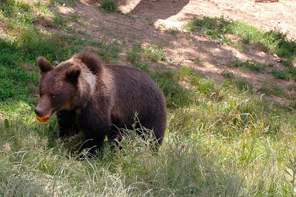 Bjørnen Andi er nu tryg i Zarnesti-reservatet i Rumænien