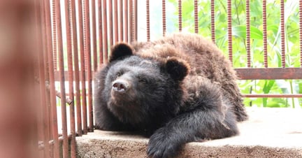 bear bile farm South Korea