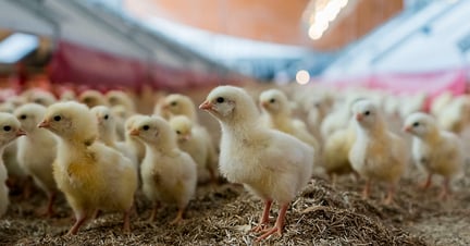 Chickens in a factory farming