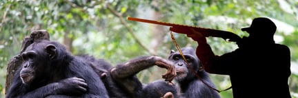 Ge Furuviks schimpanser nya liv i ett djurvänligt reservat