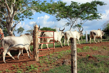 Bättre djurvälfärd för boskap i Colombia