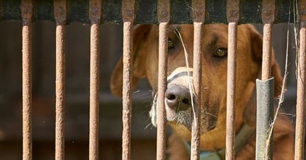 Att äta hund kan snart vara förbjudet i Sydkorea