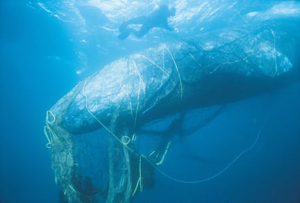 A whale entangled in ghost fishing gear off the coast of California - Sea Change - World Animal Protection