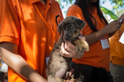 En hundehvalp får hjælp under tyfonen Hagupit, Filippinerne