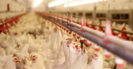 Factory farmed chickens