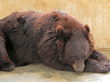 Pakistan: Gemma räddad från björnhets