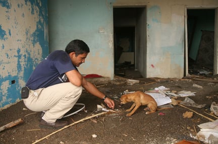 Our director of disasters feeds a dog in Jamaica after Hurricane Dean - World Animal Protection - Disaster response