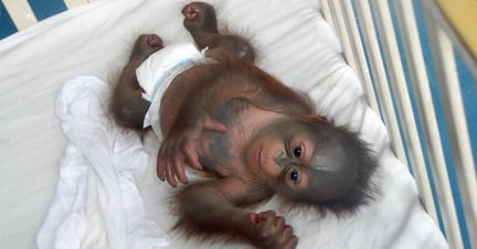 baby orangutan in a diaper in a crib
