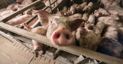 Pigs crowd in a factory farm pig pen