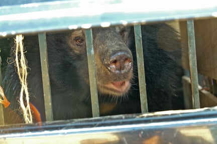Bjørn konfiskeret fra Vietnams bjørnegaldeindustri