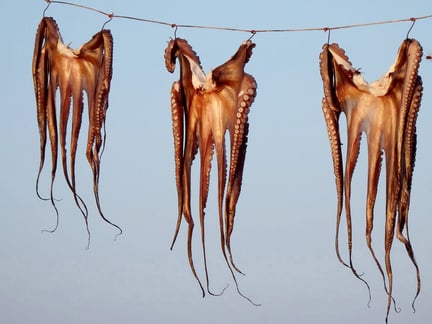 Bläckfisk hänger på tork