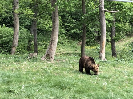 Rumänien: Björnen Anca finner sig väl till rätta i reservatet