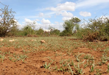 A goat walks through an arid landscape in Kajiado County Kenya
