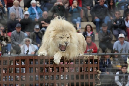 Lion at tourist attraction in France - World Animal Protection