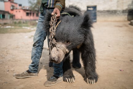 Man holding a dancing bear in Nepal, the bear has ropes through his nose - Bears - World Animal Protection