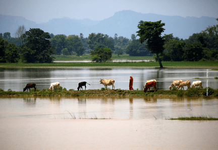 Tiden rinner ut för tusentals djur efter ödeläggande översvämningar i Indien och Nepal