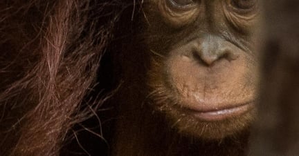 orangutangens dag