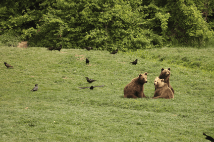 Rumänien: Den hundrade björnen till reservatet i Zarnesti