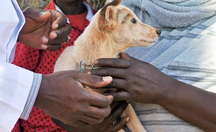 Vacciner kan redde Kenyas hunde