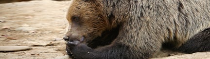 Rumänien: Glädje i vardagen för björnen Sami