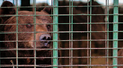 Fem bjørne skal reddes fra deres rustne bure