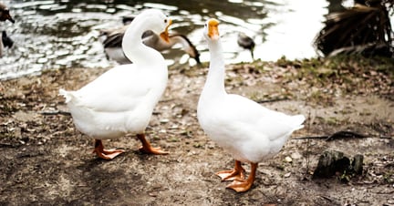 Foie Gras - Ducks - World Animal Protection