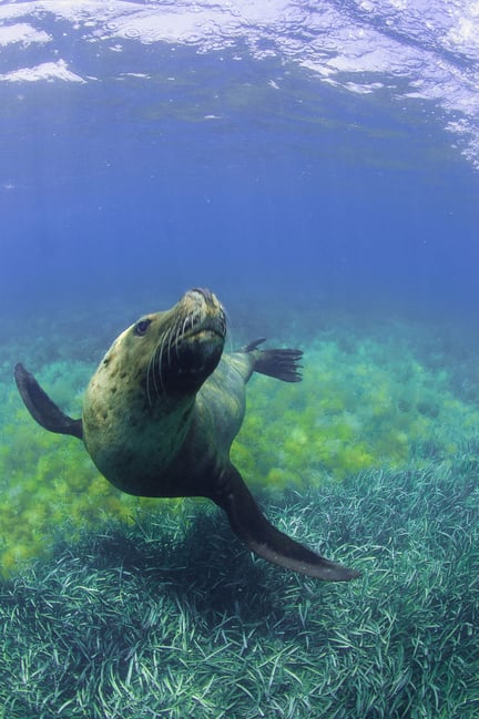 Sea lion swimming in the wild - iStock by Getty Images - World Animal Protection 