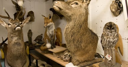 A taxidermy studio with UK animals