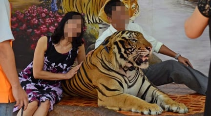 Ny granskning - stor ökning av antalet tigrar i fångenskap i Thailand
