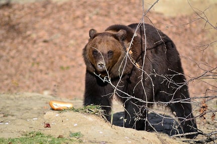Ina - ny bjørn i det rumænske reservat