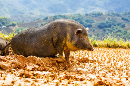 Bättre villkor för grisar i Kina - Bild från Envato
