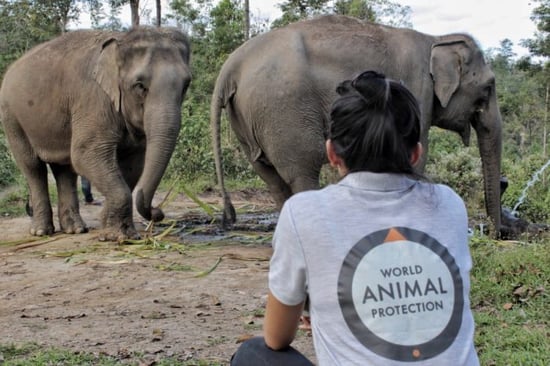 Happy Elephant Valley Dec 2018. Credit: World Animal Protection
